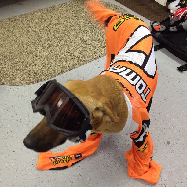 Eli Tomac habille son chien
