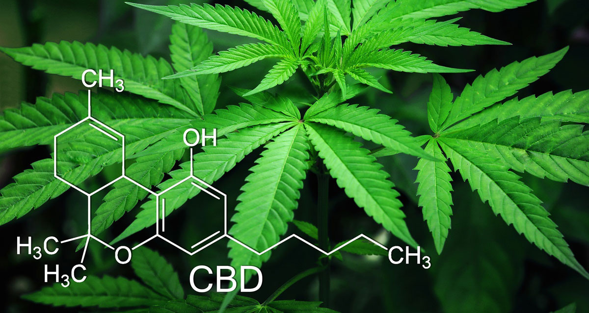 CBD : explications, mode d'emploi, pourquoi...