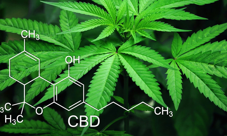 CBD : explications, mode d'emploi, pourquoi...